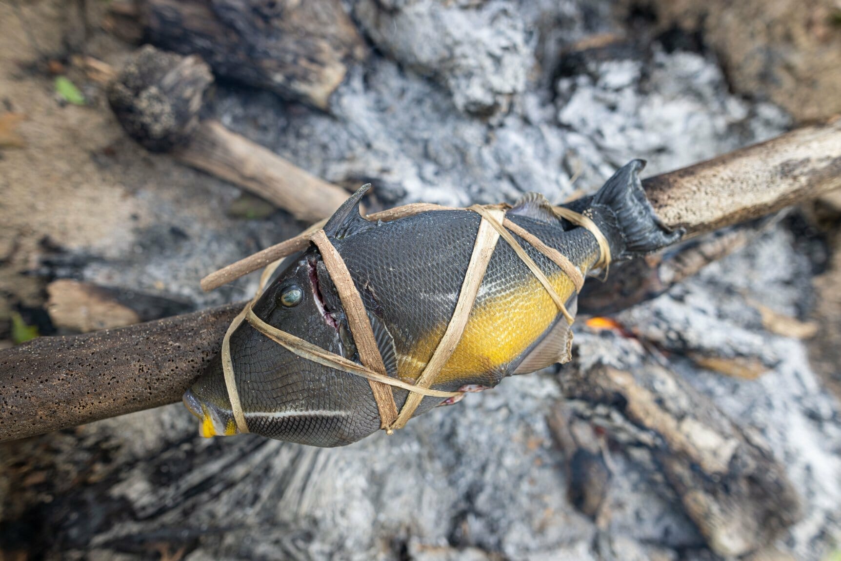 Why Didn't Kara And Nate Eat The Halloween Moon Crabs? 1 trigger fish